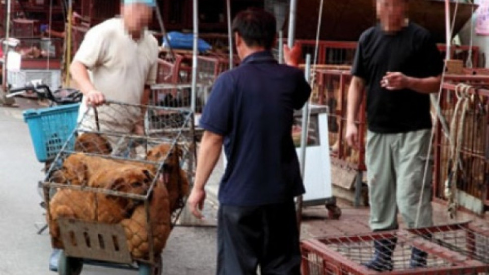 Китайка спаси 100 кучета от сготвяне | StandartNews.com