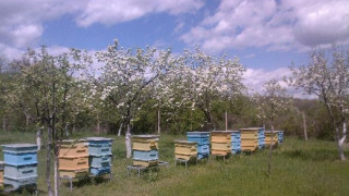 Пчелари от Кърджалийско настояват за по-високи субсидии