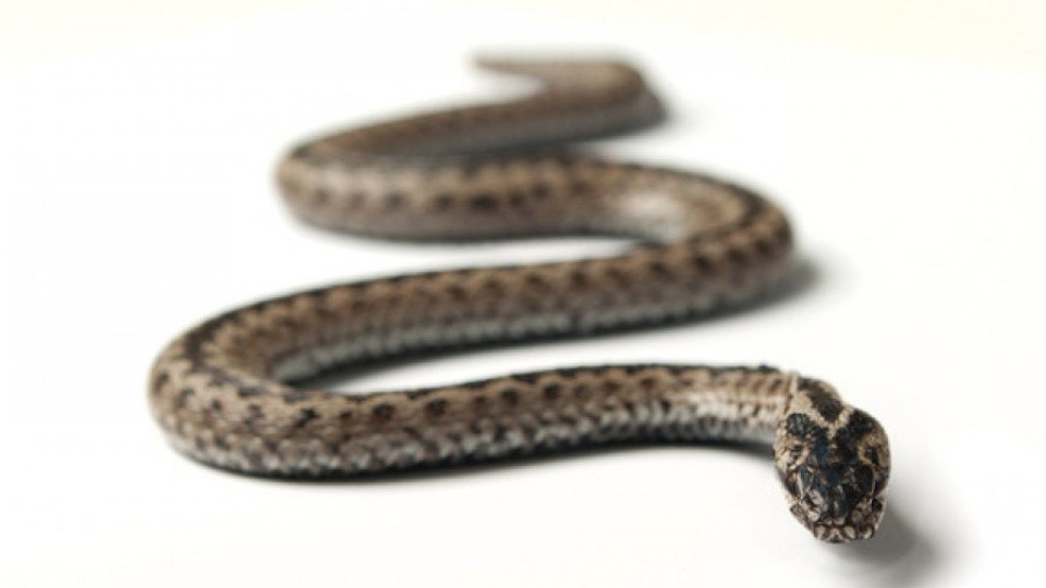 Змия влезе в заведение в Кърджали | StandartNews.com