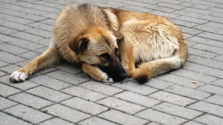 Русе, София, Бургас и Стара Загора водят по осиновени кучета