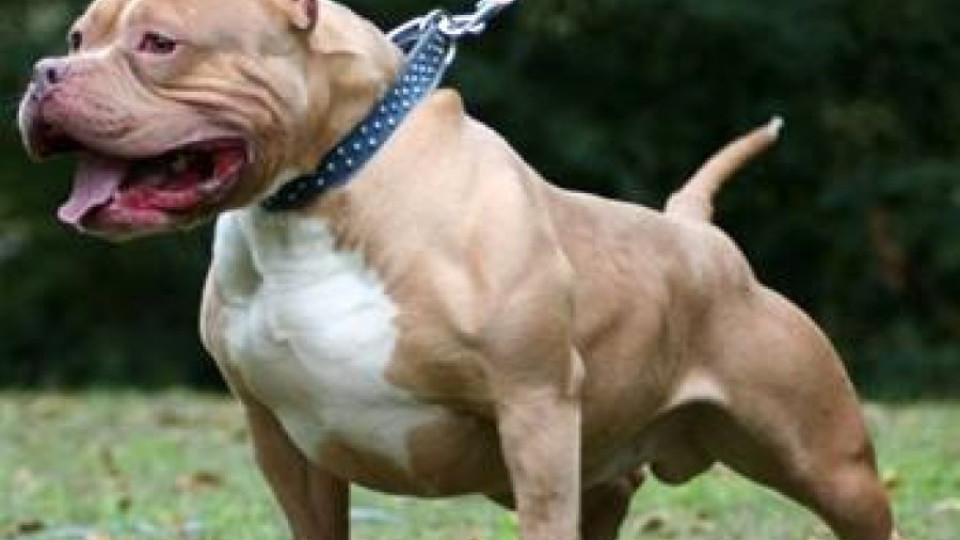 Домашно куче отхапа лицето на гражданин от Брацигово | StandartNews.com