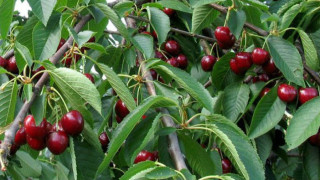 Производители на череши се бунтуват срещу ниски изкупни цени