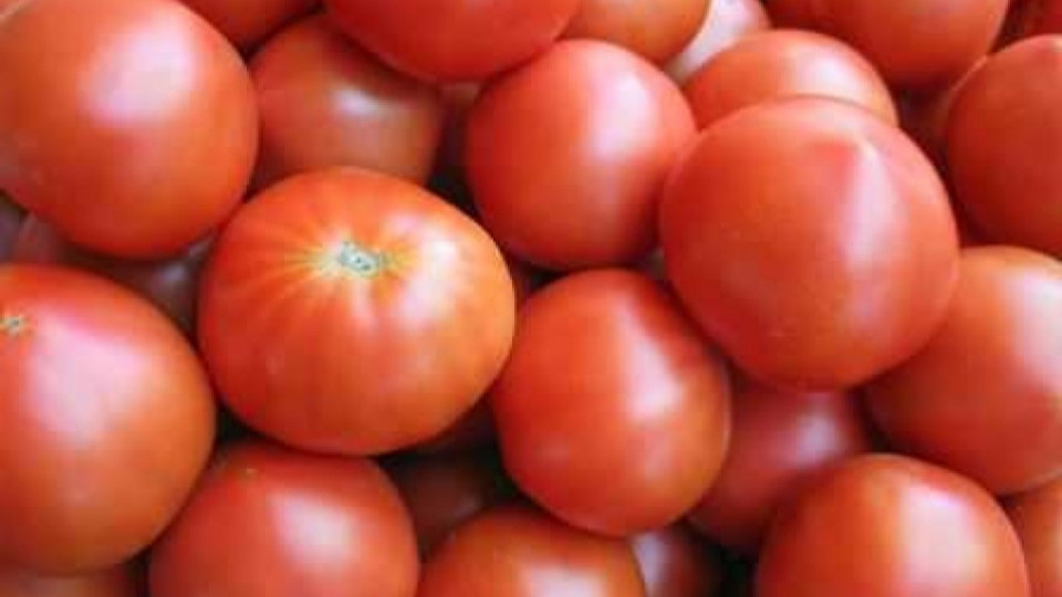 Кризата не лови гръцкия домат | StandartNews.com