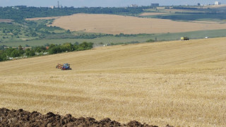 Жътвата започна с добив от 450 кг/дка