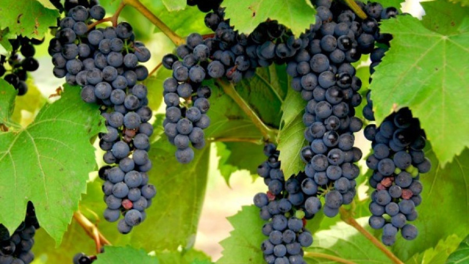 Чакат над 1 тон грозде от декар | StandartNews.com