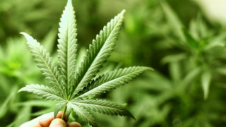 Чили ще легализира марихуаната