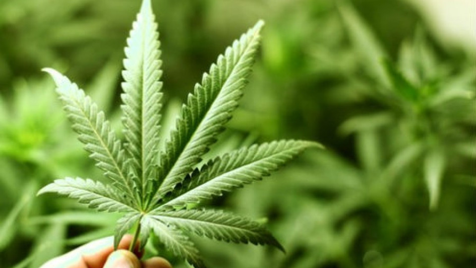 Чили ще легализира марихуаната | StandartNews.com