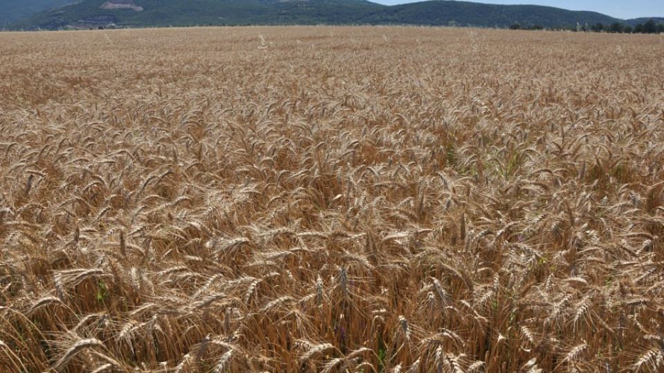 Зърното за хляб тръгва с цена от 300 лв. за тон | StandartNews.com