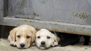 Борят популацията на безстопанствените кучета с програма