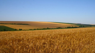 Зърното за хляб тръгва с цена от 300 лв./тон