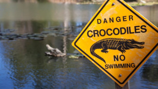 Крокодили прекратиха плувен маратон