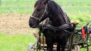 Три деца с опасност за живота, след като ги прегази кон