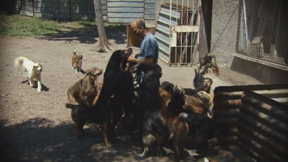 Софиянец гледа над 100 кучета в дома си | StandartNews.com