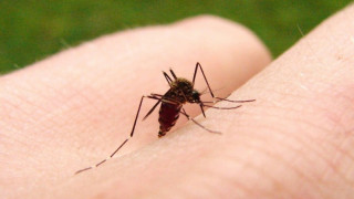 Комари определят "най-вкусното момиче" в Русия