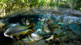 10 000 риби измряха, чакайки нов аквариум