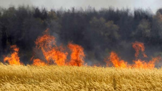 10 дка с пшеница изгоряха при пожари