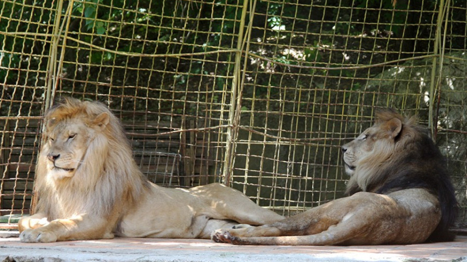 Два лъва ще радват старозагорци до септември | StandartNews.com