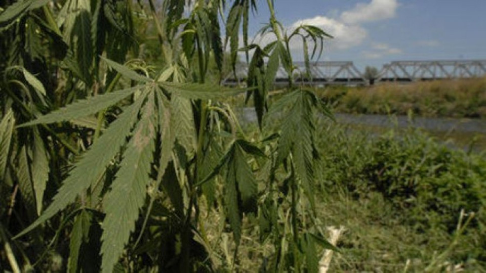 Производител на марихуана е задържан при акция в Ардинско  | StandartNews.com