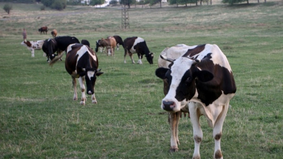 Трима от Провадия яли месо от заразената с антракс крава | StandartNews.com