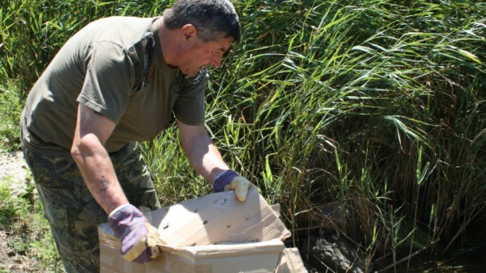 Спасиха ням лебед край утайници в Бургаско | StandartNews.com
