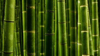 Япония добива ток на бамбук