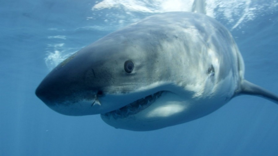 Затвориха плажове в Австралия заради опасност от акули | StandartNews.com