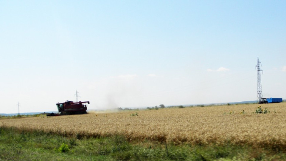 Слънчоглед и царевица съхнат заради сушата | StandartNews.com