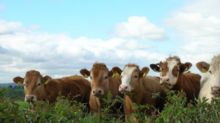 Ваксинират добитъка в Пернишко срещу антракс
