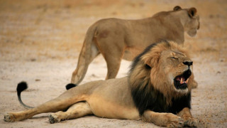 US зъболекар убил лъва Сесил