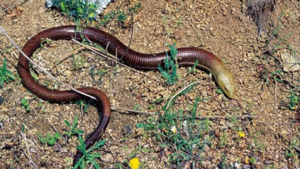 Гонят змии и гущери с миризливи дражета | StandartNews.com