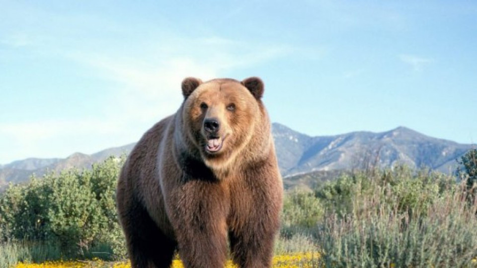 Оперират спешно болна от рак мечка | StandartNews.com