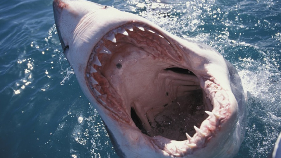 Затварят плажове в Австралия заради акули | StandartNews.com