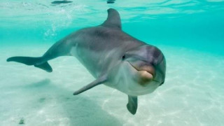 Делфини рокаджии се вихрят във Варна