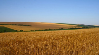 Хамбарите пълни, сделки няма