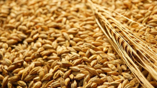 Турия търси  наша пшеница