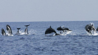 Броят на загиналите делфини по Черноморието расте
