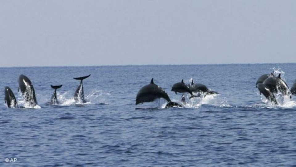 Броят на загиналите делфини по Черноморието расте | StandartNews.com
