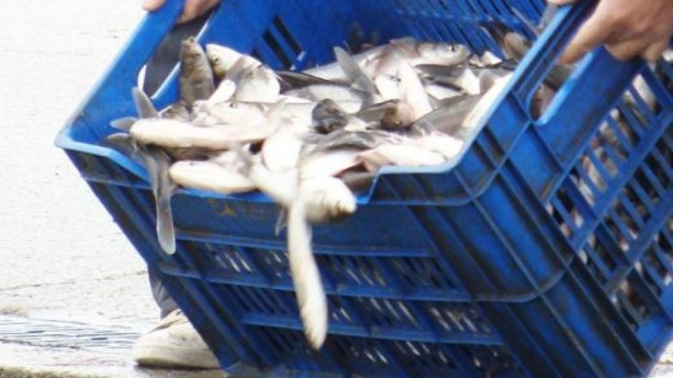 Храним гърците с риба на вересия | StandartNews.com