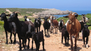 Приспаха 80 кози с бруцелоза в Рила