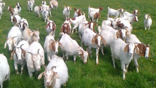 Евтаназират 80 кози с бруцелоза в Рила