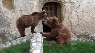 Укрепват огради заради мечката-беглец Виктория