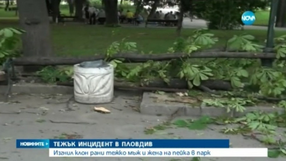 Клон на дърво рани мъж и жена в Пловдив (ВИДЕО) | StandartNews.com