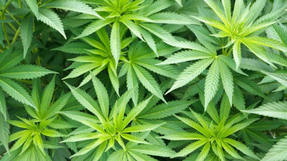 Спипаха канабис в Малешевска планина | StandartNews.com