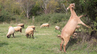 Изследват монаси и кози за бруцелоза (ОБЗОР)