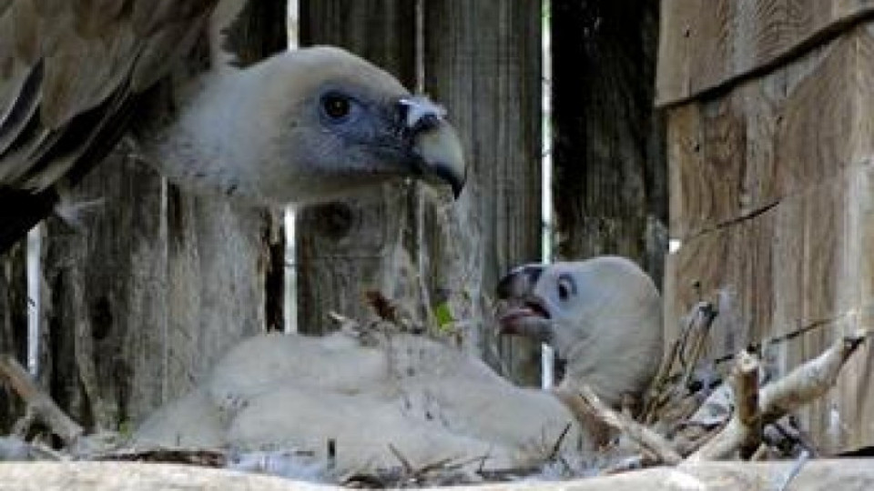 Първото бебе - белоглав лешояд в Стара планина се казва Мишел | StandartNews.com