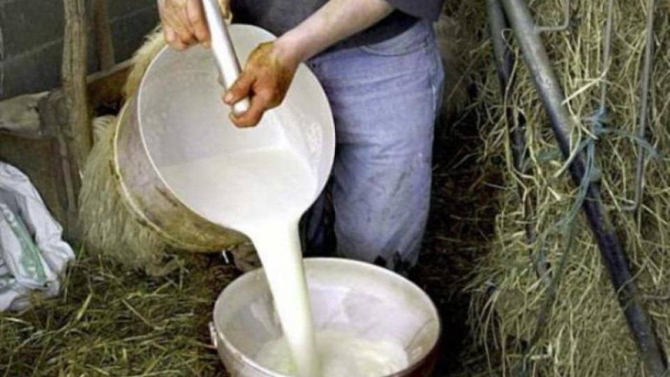 Млекопроизводителите протестират срещу Брюксел | StandartNews.com