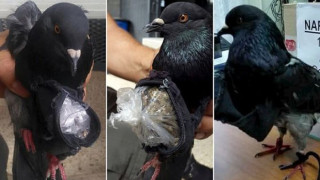Хванаха гълъб наркотрафикант
