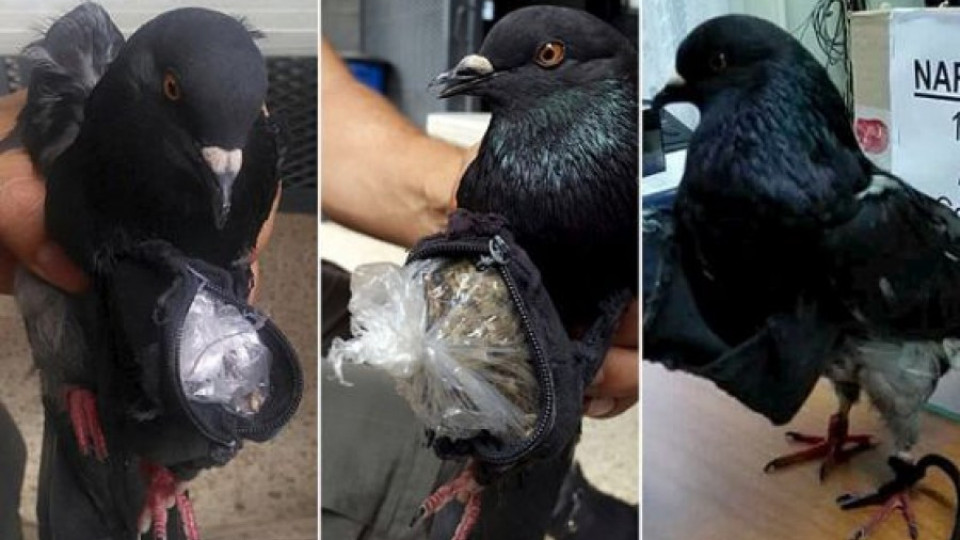 Хванаха гълъб наркотрафикант | StandartNews.com