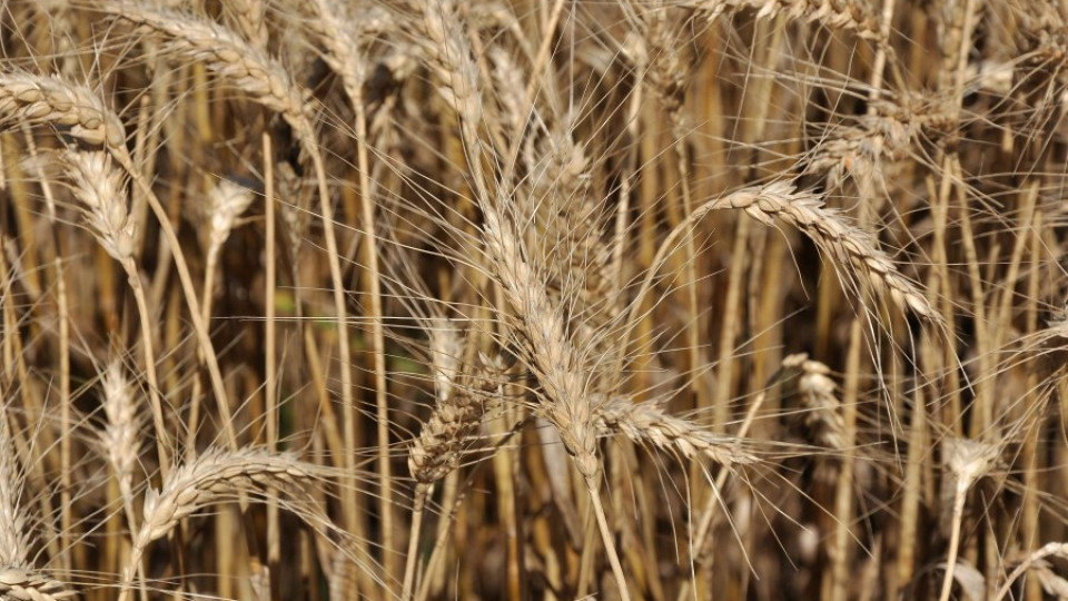 Цената на зърното за хляб пада | StandartNews.com