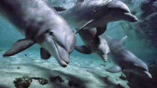 Ден на делфините в пристанище Варна